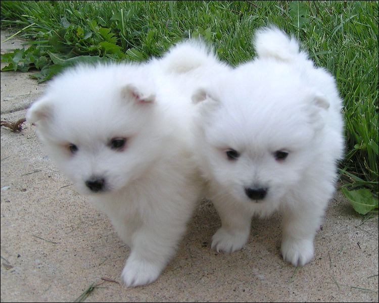 pups-2.jpg