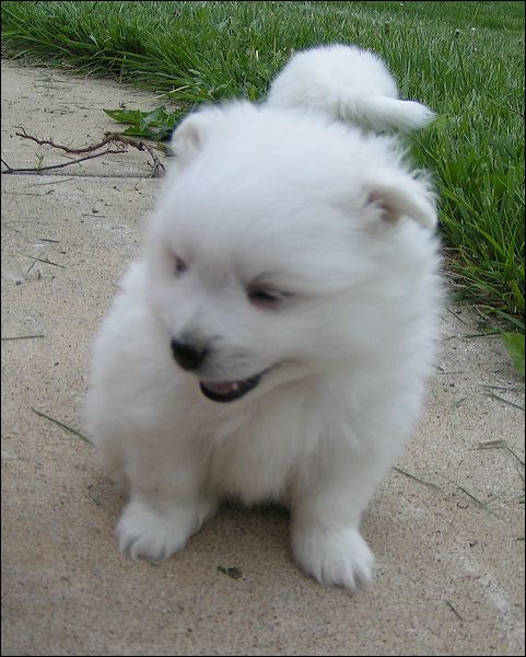 pups-4.jpg