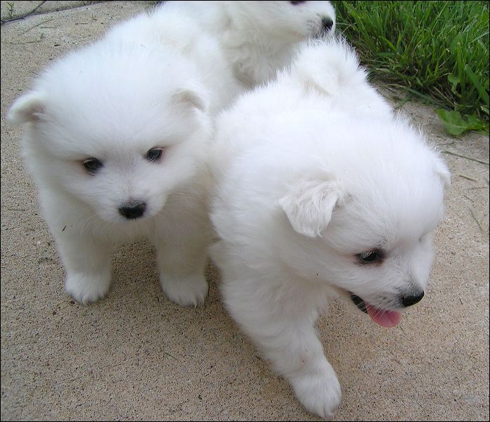 pups-7.jpg