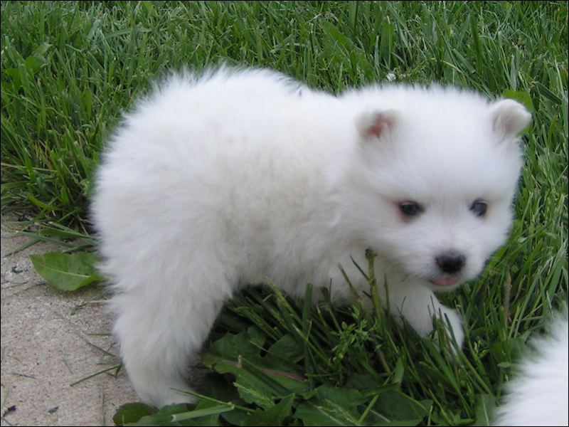 pups-9.jpg