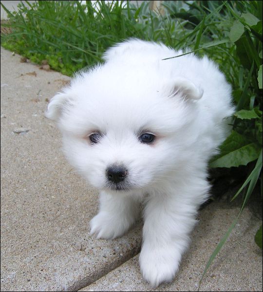 pups1.jpg