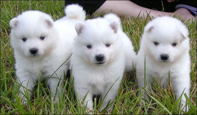pups-3.jpg