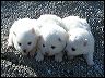 pict0029