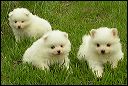 pict0018