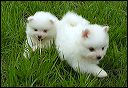 pict0033