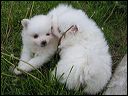 pict0003