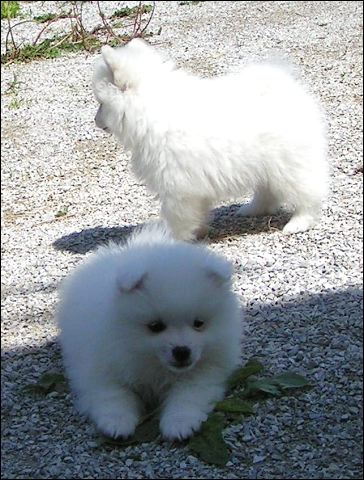 pict0009.jpg
