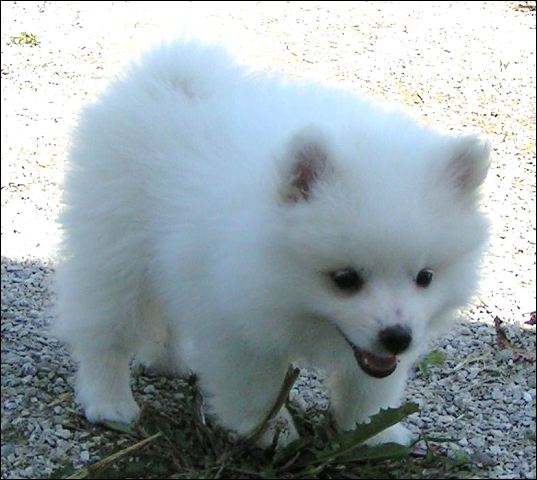 pict0033.jpg