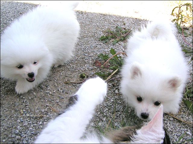 pict0034.jpg