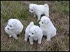 puppies.JPG 