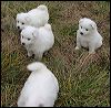 puppies_2.JPG 