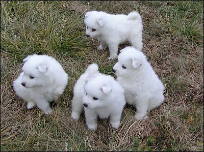 puppies.jpg