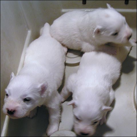 pups.jpg