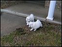 nhpups~1