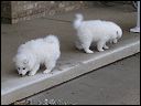 pups
