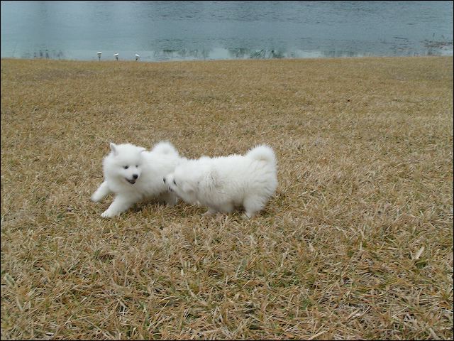 boy-gi~1.jpg
