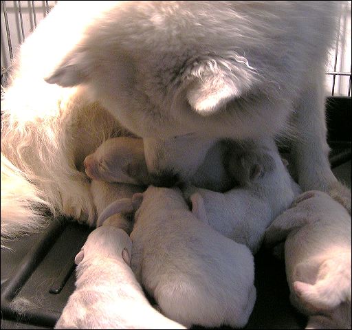pups1.jpg