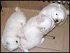 PICT0005.JPG 
