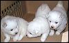 PICT0015.JPG 