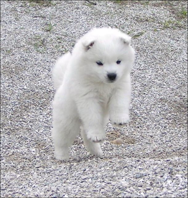 pups4.jpg