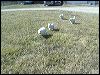 Boys-romp.mov 