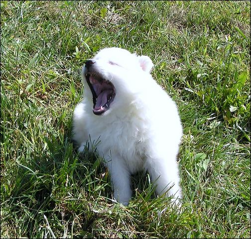 yawn-2~1.jpg