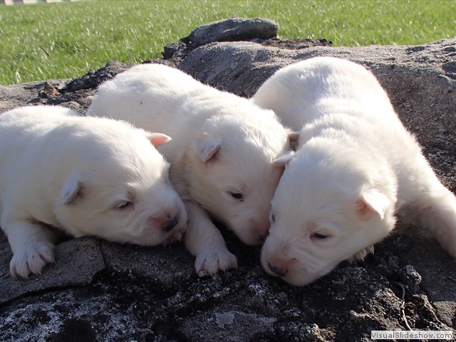 pups-2