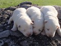 pups-5