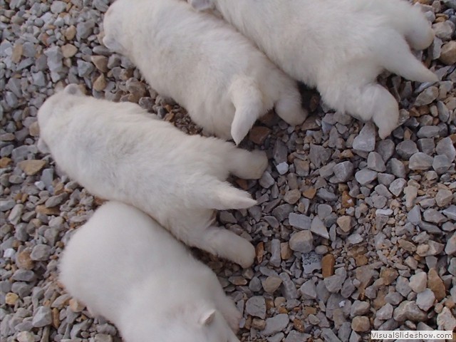 pups-1