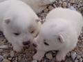 pups-2