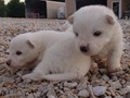 pups-5