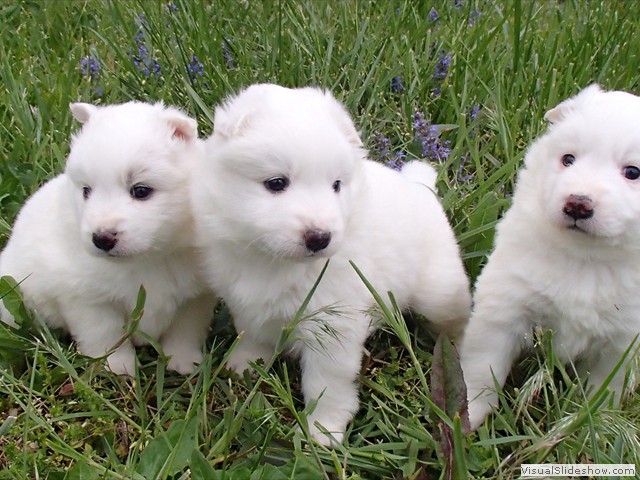 pups-4