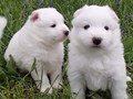 pups-3