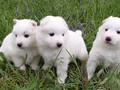 pups-4