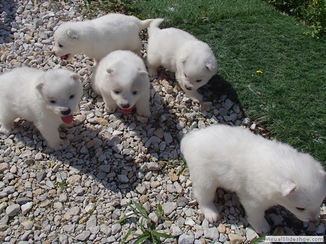 pups-3