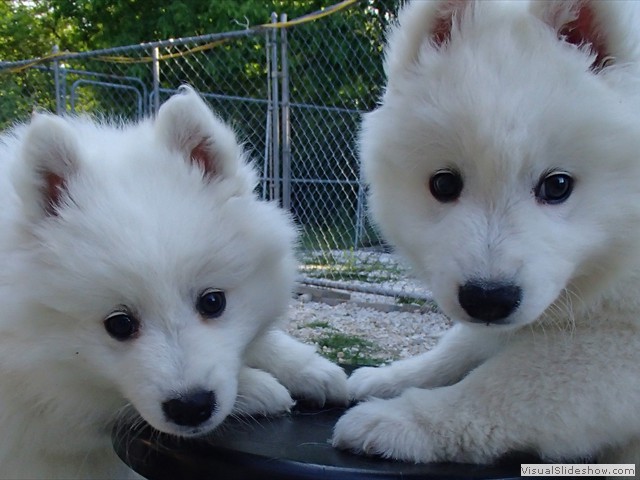 pups-2