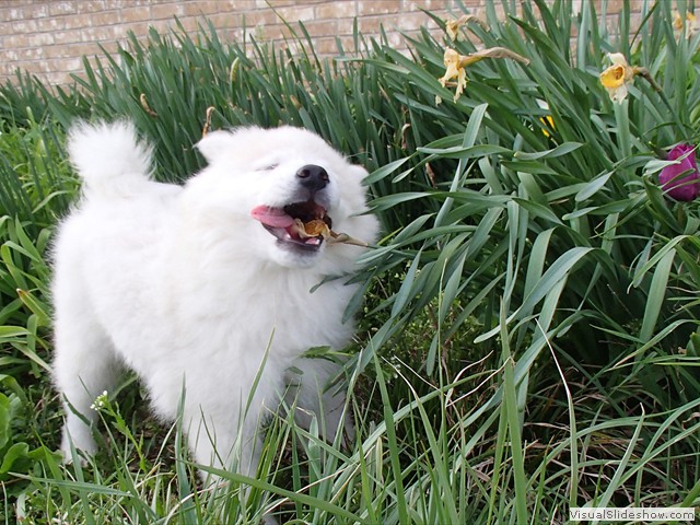 girl-chomp-flowers