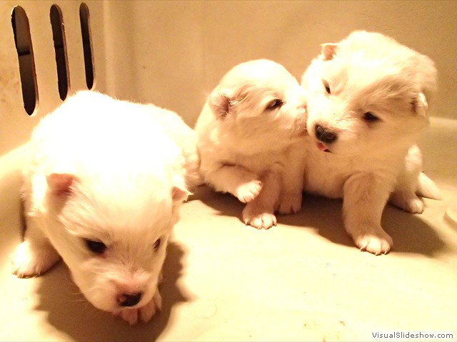 pups-4