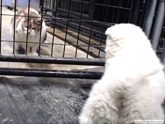 pup-meets-cat