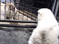 pup-meets-cat