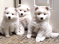 pups-2