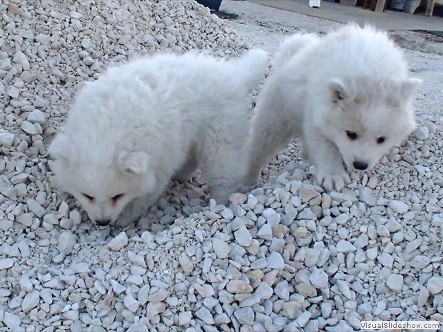 pups-2