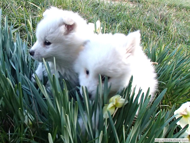 boy(left)-girl(right)