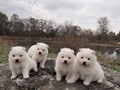 pups-1 (boy in back)