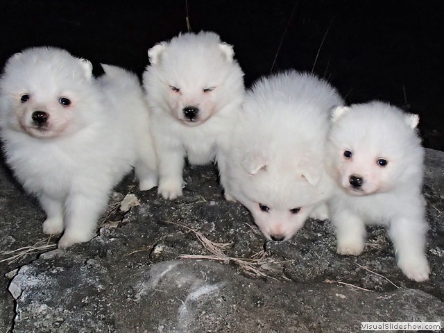 pups-1 (boy-right)