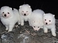 pups-1 (boy-right)