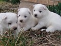 pups-4