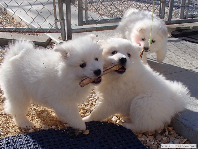 pups-4