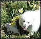 pups-1.JPG 