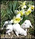 pups-3.JPG 